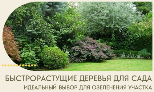 Быстрорастущие деревья для сада идеальный выбор в Славгороде