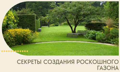 Секреты создания роскошного газона в Славгороде